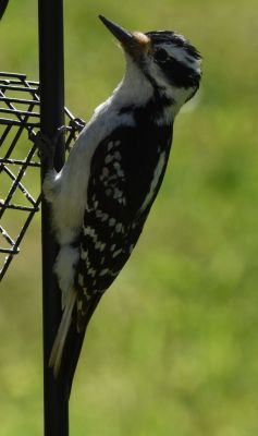 Hairy Woodpecker
