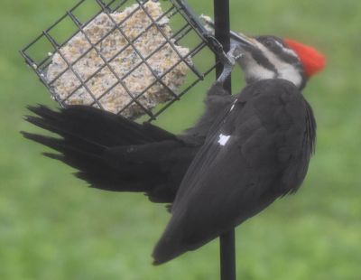 Pileated Woodpecker
