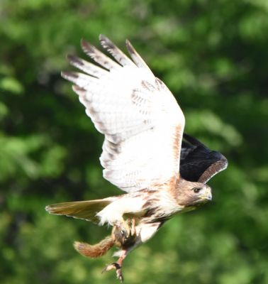 Red-tailed Hawk
Keywords: raptors