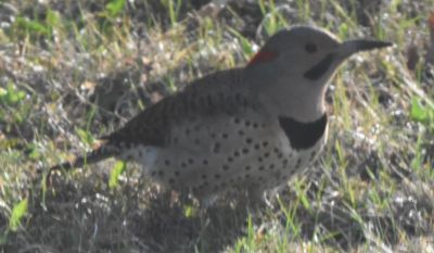 Northern Flicker
