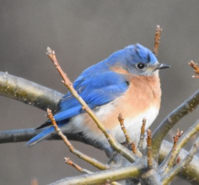 Eastern Bluebird Male
