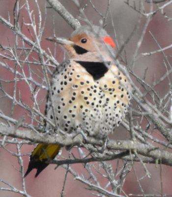 Northern Flicker

