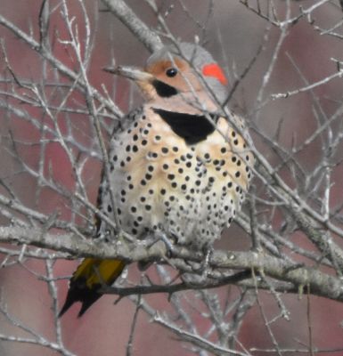 Northern Flicker
