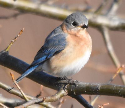 Eastern Bluebird female
