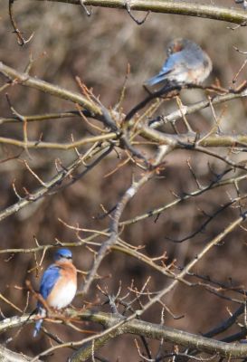 Eastern Bluebird male and female
