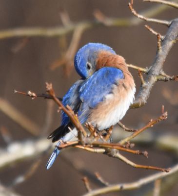 Eastern Bluebird male
