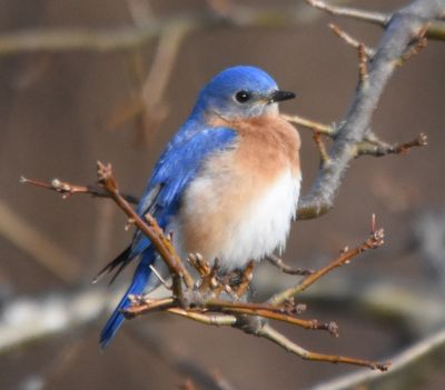 Eastern Bluebird male
