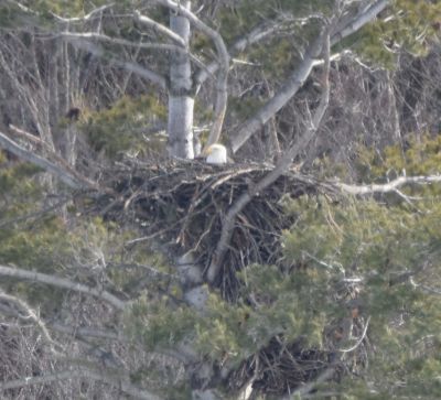 Bald Eagle
Keywords: eaglenest;raptors