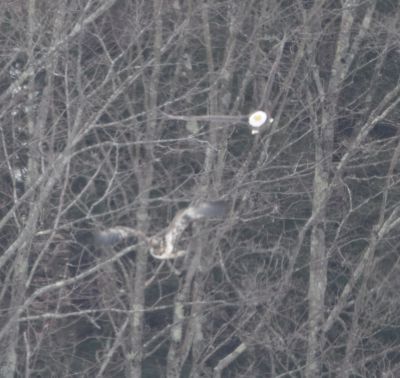 Bald Eagle
Keywords: eaglenest;raptors