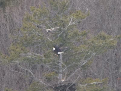Bald Eagle
Keywords: eaglenest;raptors