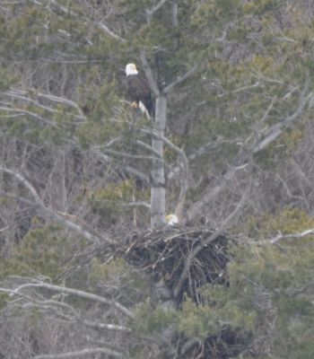 Bald Eagle
Keywords: eaglenest:raptors