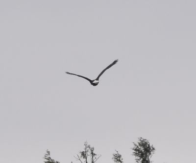 Bald Eagle
Keywords: eaglenest;raptors