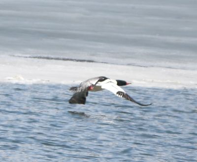 Common Merganser male
Keywords: waterfowl