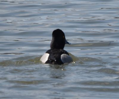 Ring-necked Duck male
Keywords: waterfowl