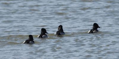 Ring-necked Duck males
Keywords: waterfowl