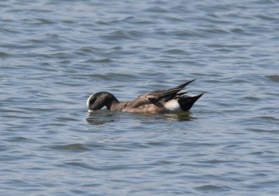 American Wigeon male
Keywords: waterfowl