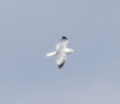 Seagull
Keywords: species