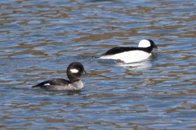 Bufflehead male and female
Keywords: waterfowl