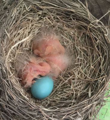 Robin nest

