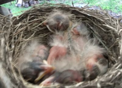 Robin nest
