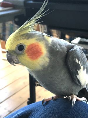 Cockatiel 
