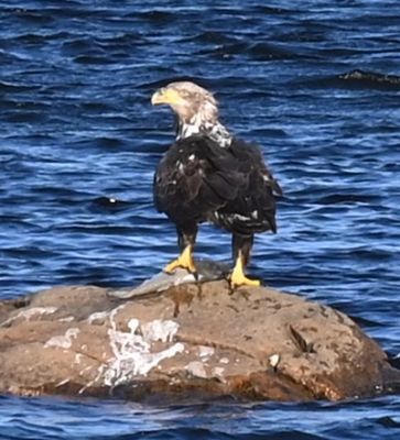 Bald Eagle
