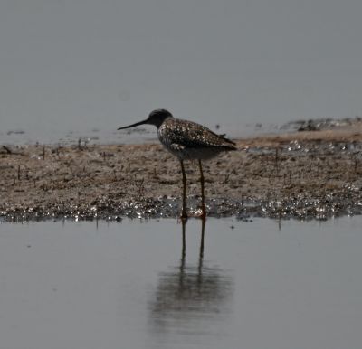 Stilt Sandpiper
Keywords: species