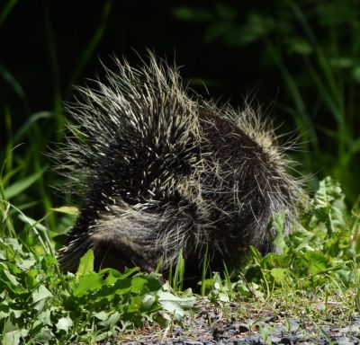 Porcupine
